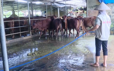 Chăn nuôi tuần hoàn giảm phát thải | Sản xuất xanh - Năng lượng sạch | 08/08/2026