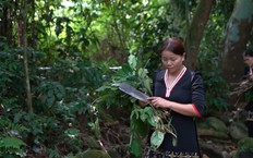 Dưới chân Tản Viên – Chuyện nghề thuốc nam họ Lý | Phóng sự tài liệu | 17/09/2026