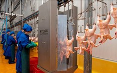 Cơ sở giết mổ tập trung, quản lý an toàn thực phẩm theo chuỗi