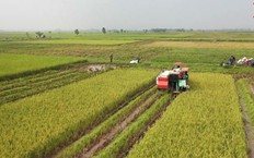 Gom đất tạo vùng sản xuất lớn | Nông thôn mới Hà Nội | 15/10/2026