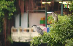 Thiên nhiên trong đô thị | Phim tài liệu | 04/3/2026