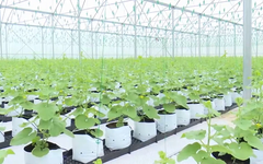 Nông nghiệp đa giá trị: Khai mở tiềm năng từ đồng đất | Nông nghiệp nông thôn | 11/06/2026
