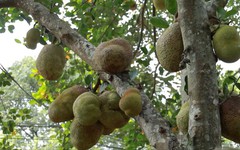 Mít Đoài Phương xây dựng thương hiệu từ chất lượng | Mỗi xã một sản phẩm | 08/06/2026
