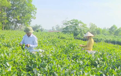 Phát triển các sản phẩm thế mạnh | Nông nghiệp nông thôn | 13/07/2026