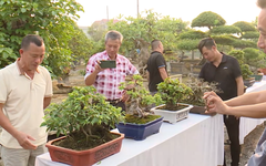 Thương mại điện tử trong làng nghề | Chuyển đổi số | 20/08/2026