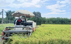 Quy định mới về kinh doanh xuất khẩu, nhập khẩu gạo