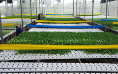 Nông nghiệp Hà Nội: Nâng giá trị, tăng sức cạnh tranh | Nông nghiệp nông thôn | 27/08/2026