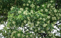Hương hoa sữa ôm ấp cả mùa thu Hà Nội