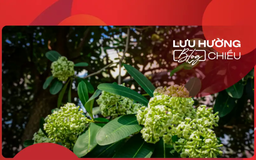 Hoa sữa vẫn ngọt ngào đầu phố đêm đêm