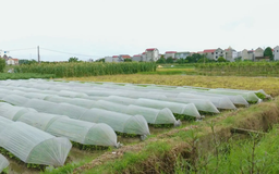 Kiến nghị giảm phí chuyển mục đích sử dụng đất vườn, ao