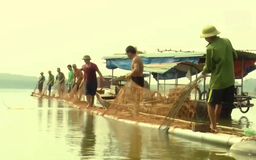 Hoạt động bảo vệ và tái tạo nguồn lợi thủy sản Hà Nội | Chuyện ở ngoại thành | 25/09/2025
