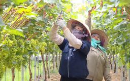 Người tìm hướng phát triển nông nghiệp bền vững  | Người tốt quanh ta | 27/10/2025