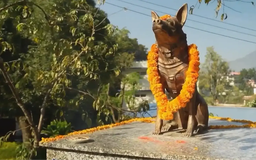 Nepal tôn vinh loài chó trong lễ hội Kukur Tihar