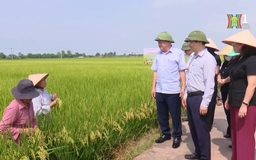 SRI - Giải pháp canh tác giảm thiểu phát thải khí nhà kính | Phóng sự | 31/10/2025