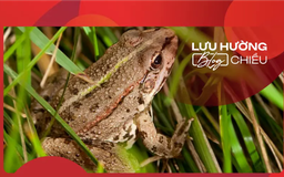 Về quê tìm lại tiếng ếch đồng năm xưa