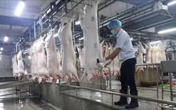 Chấm dứt hoạt động giết mổ gia súc, gia cầm trái phép