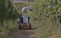 Robot chăm sóc các vườn nho tại Italy