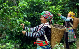 Đưa giá trị đặc sản Tây Bắc vươn xa