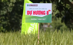 Ứng dụng giống Dự Hương 8 cho sản xuất lúa bền vững | Chuyển đổi xanh | 23/11/2025