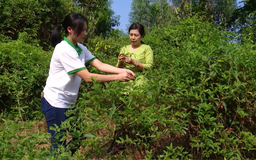 Phát triển nông nghiệp xanh bền vững | Chuyển đổi xanh | 23/11/2025