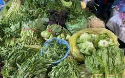 Tăng nguồn cung để bình ổn thị trường rau xanh