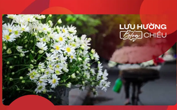 Cúc họa mi gọi mùa về