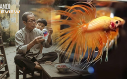 Trại nuôi cá chọi bằng phế liệu 20 năm tuổi ở Hà Nội | HANOI Review | 01/11/2025