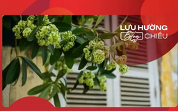 Hoa sữa Hà Nội - ký ức một thời yêu