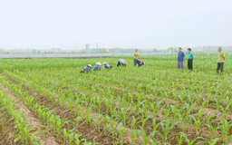 Khó GPMB với giá đất nông nghiệp hiện tại