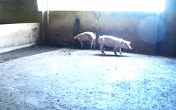 Quyết liệt kiểm soát thịt lợn bệnh - Bảo vệ sức khỏe nhân dân | Quản lý thị trường | 25/09/2025