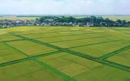 Miễn thuế sử dụng đất nông nghiệp thêm 5 năm