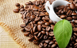 Cà phê Arabica được mùa, được giá