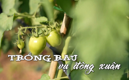 Trồng rau vụ đông - xuân | Nhịp sống Hà Nội | 01/12/2025