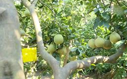 Thay đổi tập quán sản xuất bằng chuyển đổi cơ cấu cây trồng | Nông nghiệp và Môi trường | 07/12/2025