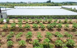 Từ 2026, chuyển đất vườn sang đất ở chỉ nộp 30%