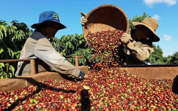 Cà phê Việt Nam lập kỷ lục xuất khẩu nhưng mất giá