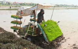 Chuyển đổi phương pháp trồng lúa chống biến đổi khí hậu | Chuyển đổi xanh | 13/12/2025