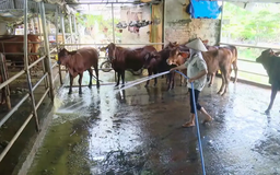 Từ khí thải thành tài nguyên - mô hình chăn nuôi tuần hoàn | Chuyển đổi xanh | 14/12/2025