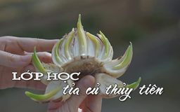 Lớp học tỉa củ thủy tiên | Nhịp sống Hà Nội | 19/12/2025