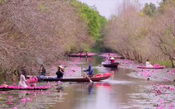 Suối Yến mùa hoa súng