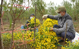 Phát triển vùng hoa cây cảnh sinh thái bền vững | Chuyển đổi xanh | 20/12/2025