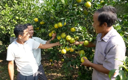 Sắc vàng vùng cam Hưng Yên | Trăm miền hội tụ | 19/12/2025