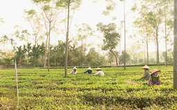 Hà Nội phát triển kinh tế vùng đồng bào dân tộc thiểu số