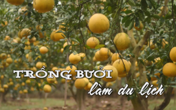 Trồng bưởi làm du lịch | Nhịp sống Hà Nội | 25/12/2025