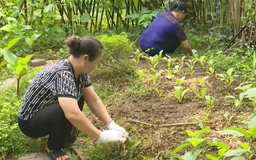 Thanh niên hành động vì môi trường | Chuyển đổi xanh | 27/12/2025