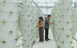 Chuỗi rau sạch V-Garden: Hướng phát triển nông nghiệp hiện đại | Phóng sự | 27/12/2025