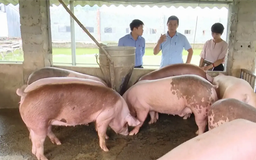 Nâng cao liên kết chuỗi giá trị trong nông nghiệp | Phóng sự | 27/12/2025