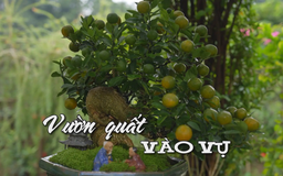 Vườn quất vào vụ | Nhịp sống Hà Nội | 29/12/2025
