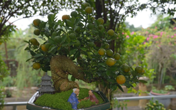 Vườn quất vào vụ, nhịp lao động rộn ràng trước Tết