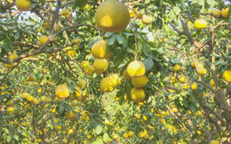 Mùa bưởi Quế Dương ở Dương Hòa